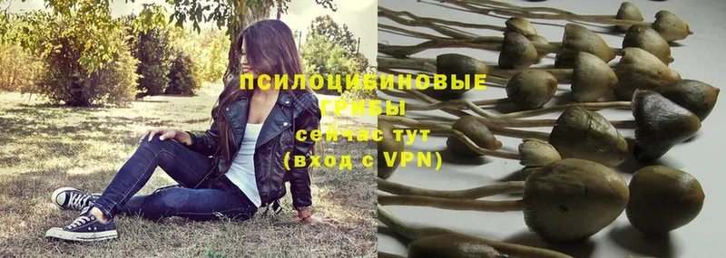 Галлюциногенные грибы Psilocybe  Злынка 